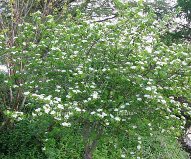 Aronia prunifolia 'Viking'