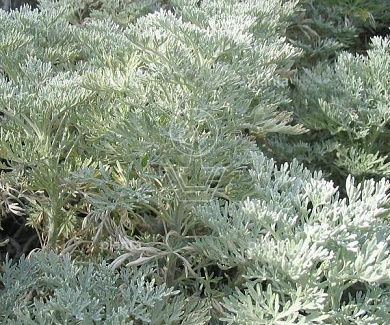Artemisia 'Powis Castle'