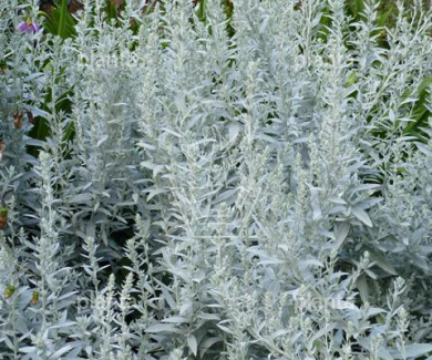 Artemisia ludoviciana 'Silver Queen'