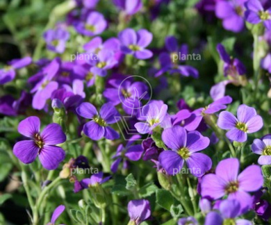 Aubrieta 'Hamburger Stadtpark'