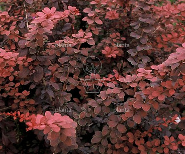 Berberis thunbergii 'Atropurpurea'