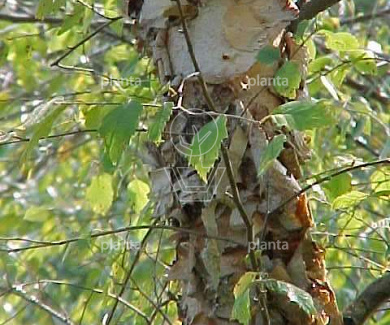 Betula nigra