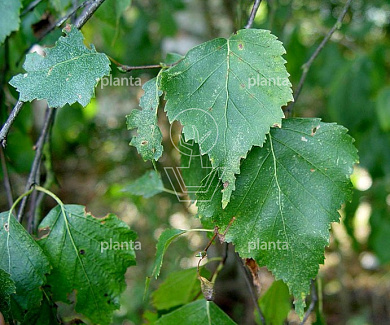 Betula pendula  