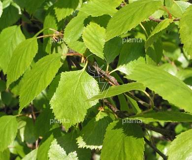 Betula pubescens