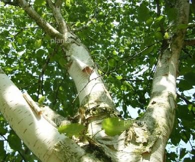 Betula utilis 'Doorenbos'