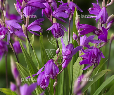 Bletilla striata