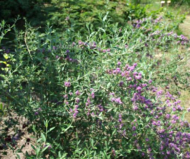 Buddleja alternifolia 'Unique'
