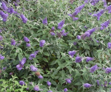Buddleja 'Lochinch'
