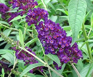 Buddleja davidii 'Black Knight'