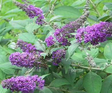 Buddleja davidii 'Blue Chip'