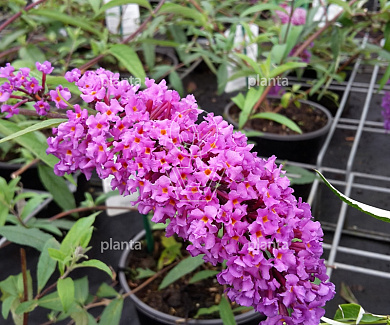Buddleja davidii 'Border Beauty'