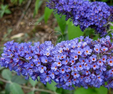Buddleja davidii 'Empire Blue'