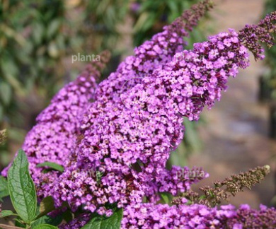 Buddleja davidii 'Ile de France'