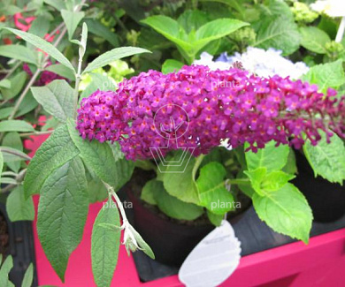 Buddleja davidii 'Miss Ruby'