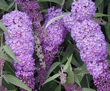 Buddleja davidii 'Nanho Blue'