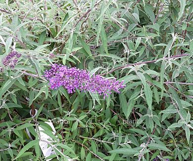 Buddleja davidii 'Nanho Blue'