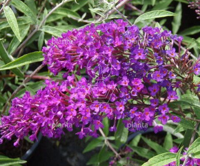 Buddleja davidii 'Nanho Purple'