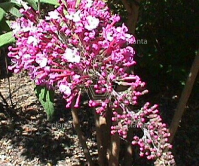 Buddleja davidii 'Pink Delight'