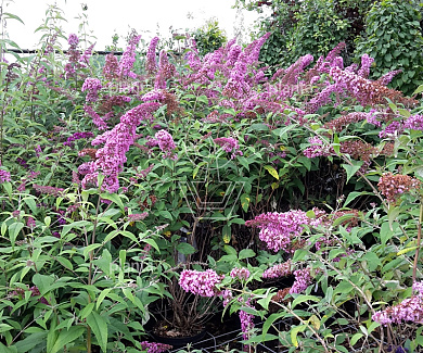 Buddleja davidii 'Pink Delight'