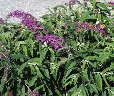 Buddleja davidii 'Purple Chip'