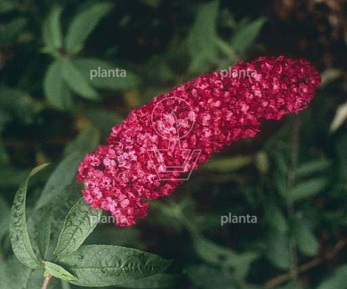 Buddleja davidii 'Royal Red'