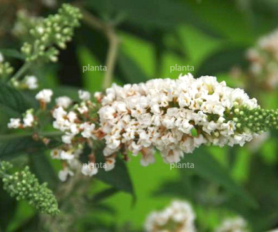 Buddleja davidii 'White Chip'