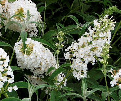 Buddleja davidii 'White Profusion'
