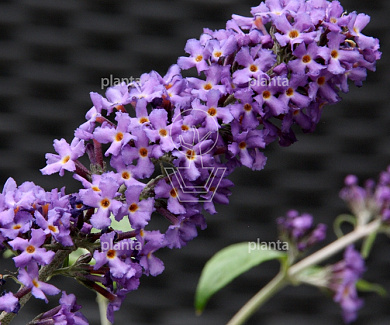 Buddleja davidii 'Blue Heaven'