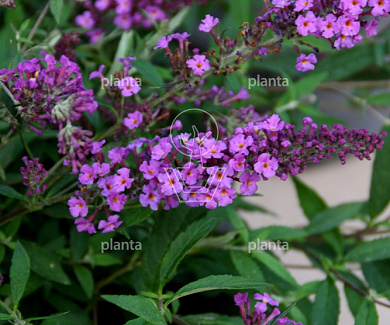 Buddleja davidii Free Petite 'Dark Pink'