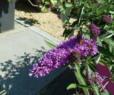 Buddleja davidii Free Petite 'Lavender Flow'
