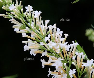 Buddleja davidii Free Petite 'Snow White'