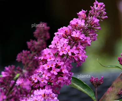 Buddleja davidii Free Petite 'Tutti Fruitti'