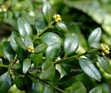 Buxus sempervirens