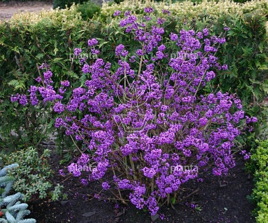Callicarpa bodinieri 'Profusion'