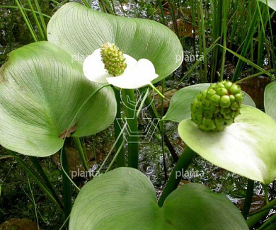 Caltha palustris