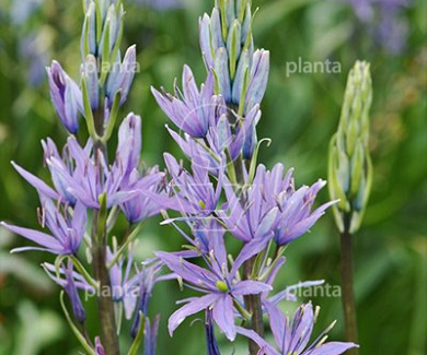 Camassia leichtlinii 'Caerulea'