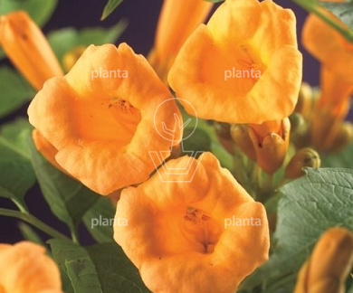 Campsis radicans 'Flava'