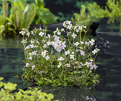 Cardamine pratensis
