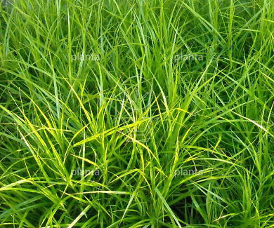Carex muskingumensis
