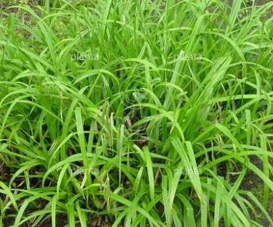 Carex pendula