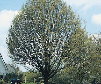 Carpinus betulus 'Fastigiata'