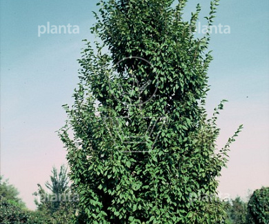 Carpinus betulus 'Frans Fontaine'