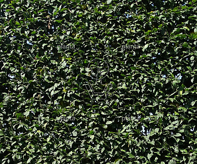 Carpinus betulus 'Lucas'