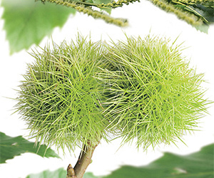 Castanea sativa