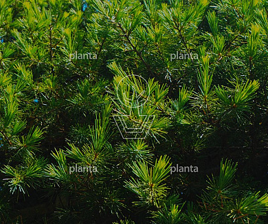 Cedrus deodara 'Bushes Electra'