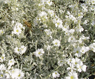 Cerastium tomentosum