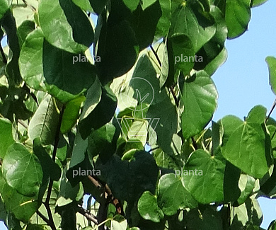 Cercis canadensis