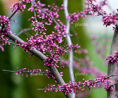 Cercis canadensis 'Forest Pansy'