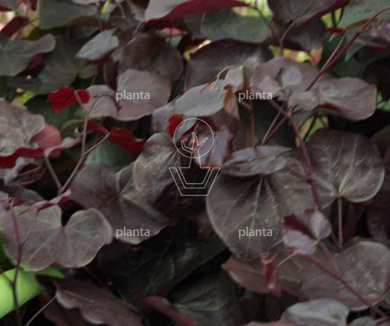 Cercis canadensis 'Merlot'
