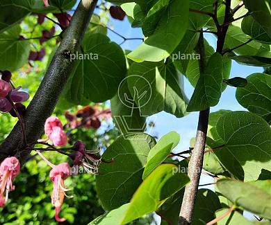 Cercis siliquastrum